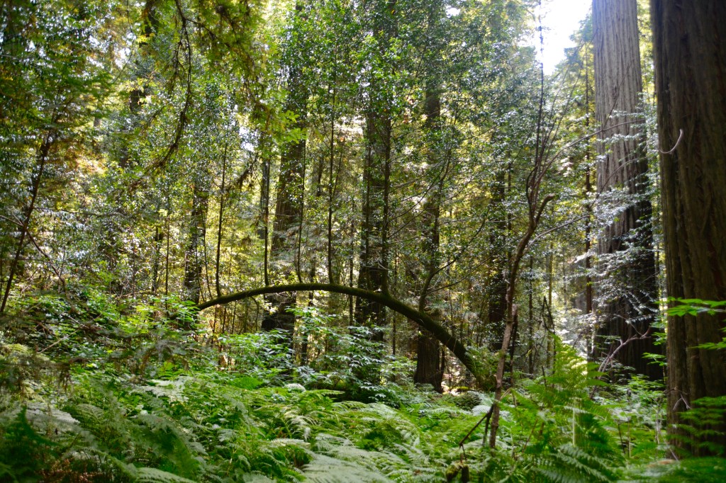 Around the World – Pacific Northwest USA (part 7) – Eureka to Fort Bragg,&nbsp;California